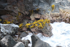 Ahnfeltiopsis concinna