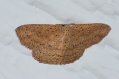 Cyclophora myrtaria