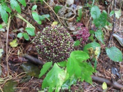 Angelica gigas