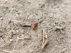 Pogonomyrmex barbatus