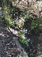 Symphyotrichum cordifolium