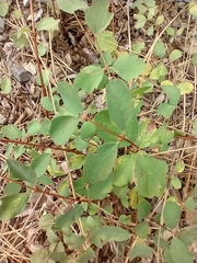 Symphoricarpos mollis