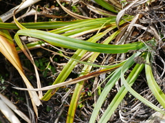 Carex trifida