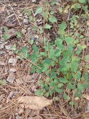 Symphoricarpos mollis
