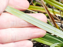 Carex trifida