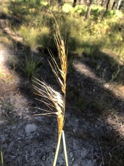 Sorghastrum secundum