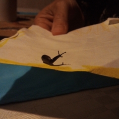 Ariophantidae