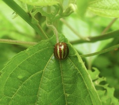 Chelymorpha alternans