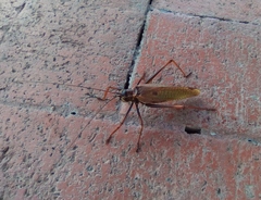 Pterophylla beltrani