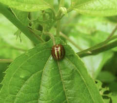 Chelymorpha alternans