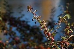 Cotoneaster lucidus