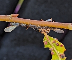 Tuberolachnus salignus