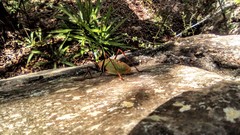 Pterophylla beltrani