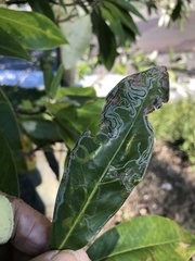 Phyllocnistis magnoliella