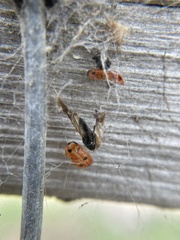 Hippodamia convergens