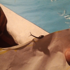 Ariophantidae