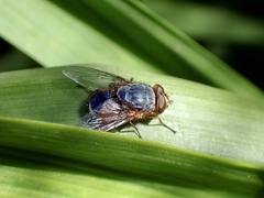 Calliphora dubia