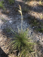 Sorghastrum secundum