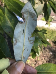 Phyllocnistis magnoliella