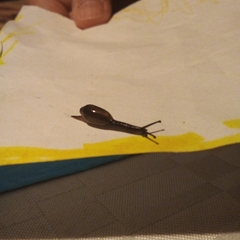 Ariophantidae
