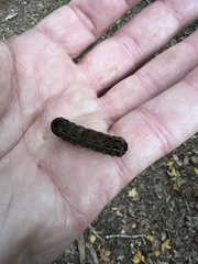 Spodoptera dolichos