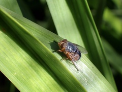 Calliphora dubia