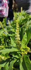 Phytolacca icosandra