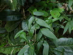 Geitonoplesium cymosum