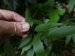 Geitonoplesium cymosum