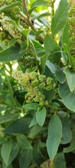 Phytolacca icosandra