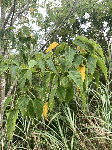 Acer caudatifolium (Acer caudatifolium)