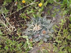 Mammillaria magnimamma