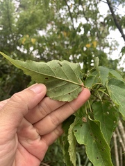 Acer caudatifolium