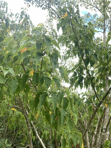 Image of Acer caudatifolium by (c) 呂一起(Lu i-chi), some rights reserved (CC BY)