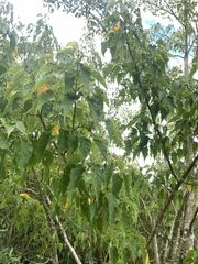 Acer caudatifolium