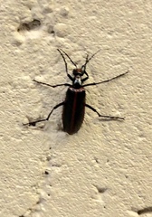 Pyrota akhurstiana