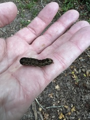 Spodoptera dolichos