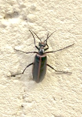 Pyrota akhurstiana