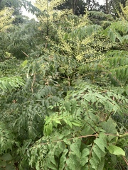 Aralia bipinnata