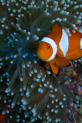 Amphiprion ocellaris