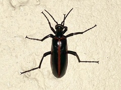 Pyrota akhurstiana