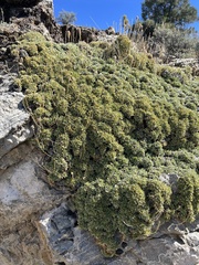 Petrophytum caespitosum