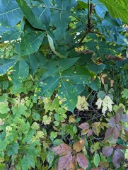 Carya cordiformis