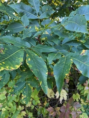Carya cordiformis