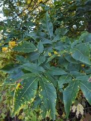 Carya cordiformis
