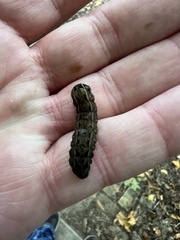 Spodoptera dolichos