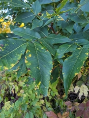Carya cordiformis