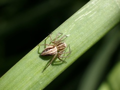 Oxyopes gracilipes
