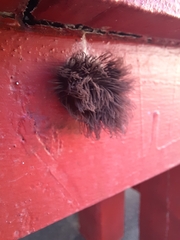 Stemonitis splendens