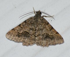 Frederickia s-signata